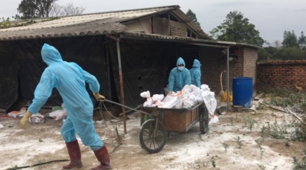 Quảng Ninh: Khoanh vùng, khống chế dịch cúm gia cầm H5N6