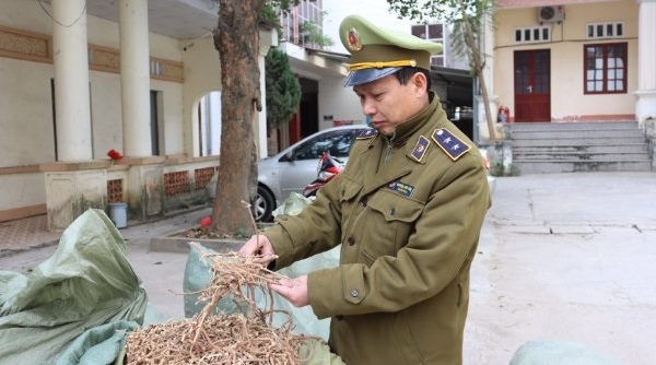 Lạng Sơn: Thu giữ gần 1 tấn nguyên liệu thuốc bắc nhập lậu