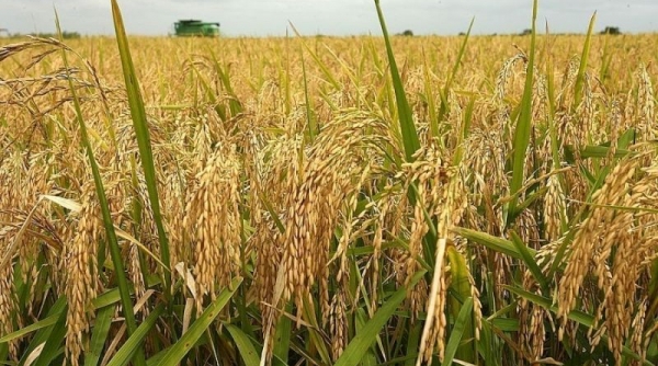 Giá lúa gạo ngày 14/1: Duy trì mức ổn định