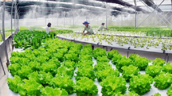 Thanh Hóa: Ngành nông nghiệp phấn đấu đạt tốc độ tăng trưởng 3% trở lên trong năm 2021