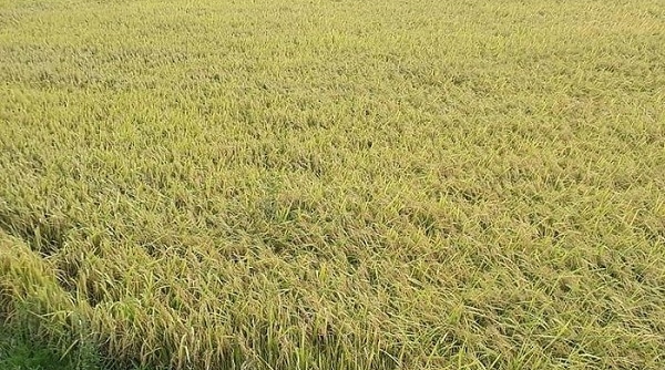 Giá lúa gạo ngày 17/1: Tiếp tục xu hướng đi ngang