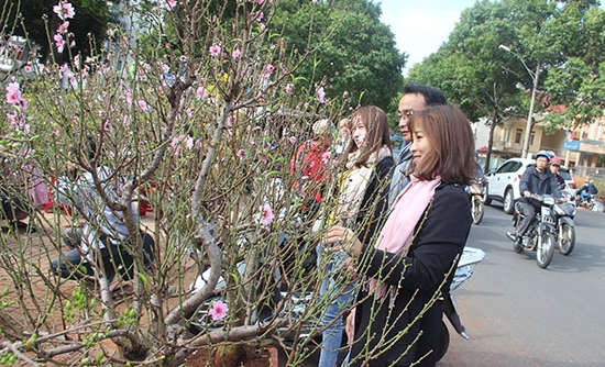 Đắk Lắk: Chợ hoa Xuân Tân Sửu diễn ra từ ngày 15 đến 30 tháng Chạp