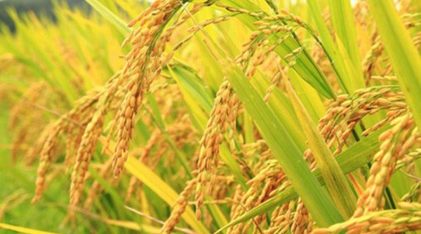 Giá lúa gạo ngày 21/1: Tiếp tục xu hướng đi ngang