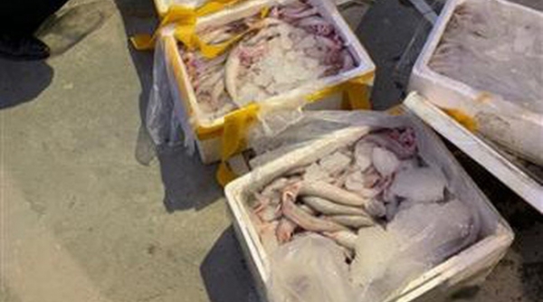 Thanh Hóa: Lực lượng chức năng bắt quả tang 25 thùng cá khoai đã ướp formol trên đường tiêu thụ