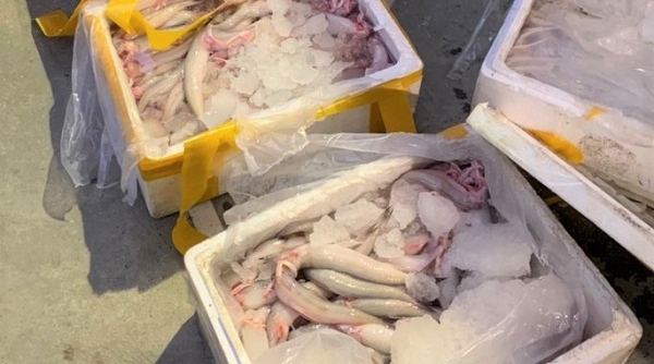 Thanh Hóa: Bắt giữ xe tải chở 2,5 tạ cá khoai ướp phoóc-môn đi tiêu thụ