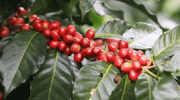 Thị trường nông sản ngày 26/1: Giá tiêu, cà phê cùng giảm 500 đồng/kg