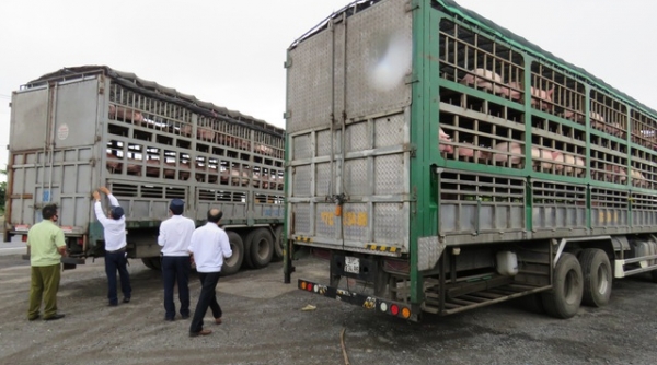 Thủ tướng chỉ đạo xử lý thông tin báo nêu việc buôn bán, vận chuyển trái phép lợn và các sản phẩm từ lợn qua biên giới