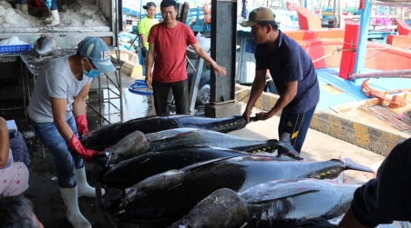 Thị trường xuất khẩu cá ngừ đại dương đầu năm 2021 tăng 4 - 5 lần