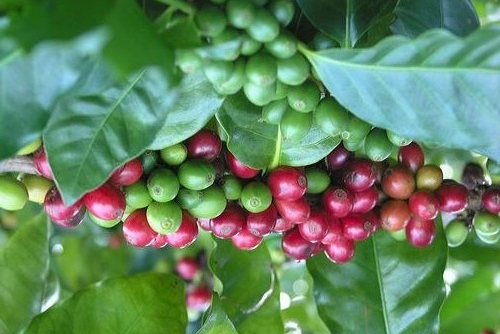 Thị trường giá nông sản ngày 5/2: Giá cà phê tăng, tiêu đi ngang