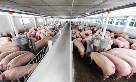 Năm 2020: Nhập khẩu thịt lợn tăng mạnh