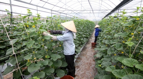 Hoàn thiện chính sách, tháo gỡ khó khăn phát triển nông sản Việt