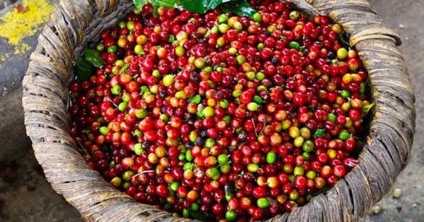 Giá cà phê ngày 15/2: Cao nhất tại Đắk Lắk 31.900 đồng/kg