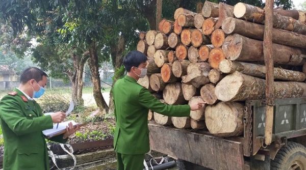 Thanh Hóa: Khởi tố vụ án khai thác, vận chuyển gỗ trái phép