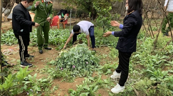 Bắc Giang: Phát hiện khoảng 3.000 cây cần sa trong vườn nhà người dân