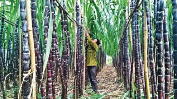 Toàn tỉnh Thanh Hóa thu hoạch được hơn 443.000 tấn mía nguyên liệu