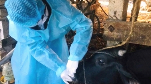 Quảng Ngãi: Khống chế ổ dịch lở mồm long móng ở bò