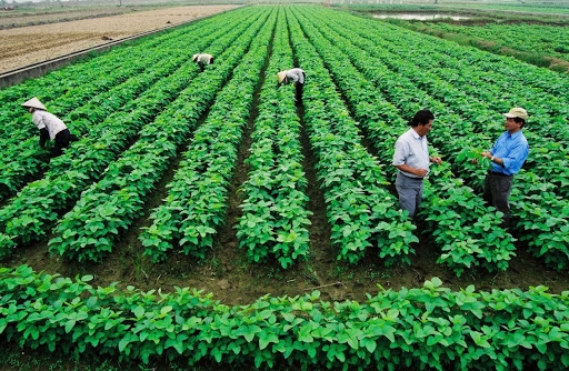 Hà Nội đẩy mạnh phát triển hợp tác xã nông nghiệp