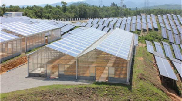 Quảng Trị: Hơn 842 tỷ đồng đầu tư dự án trang trại chăn nuôi kết hợp điện mặt trời