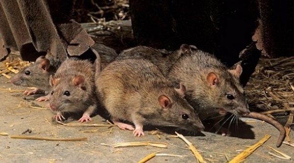 Thanh Hóa: Chỉ đạo làm rõ trách nhiệm tập thể và cá nhân trong việc sử dụng mồi diệt chuột bị cấm lưu hành