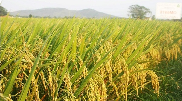 Giá lúa gạo ngày 25/2: Đồng loạt giảm tại nhiều tỉnh đồng bằng sông Cửu Long