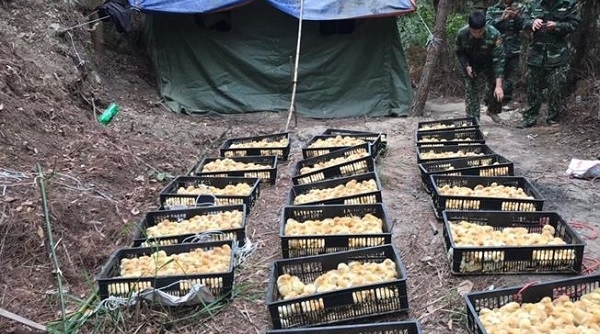 Lạng Sơn: Thu giữ 5.000 con gà giống nhập lậu gần cửa khẩu Chi Ma