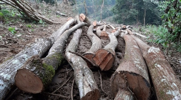 Phá rừng đặc dụng tại Phú Thọ: Chủ tịch UBND tỉnh yêu cầu xử lý nghiêm