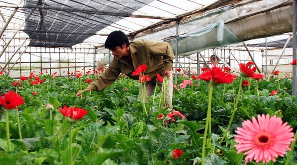 Hà Nội: Phát triển vùng trồng hoa chất lượng cao, nâng cao hiệu quả kinh tế