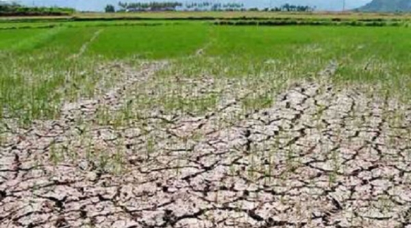 Thanh Hóa: Khoảng 4.775 ha lúa đông xuân có nguy cơ ảnh hưởng do xâm nhập mặn
