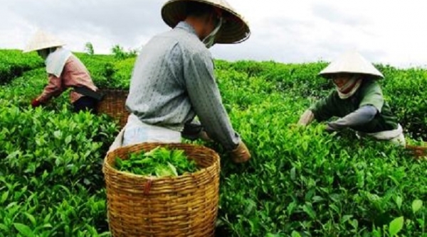 Mở rộng diện tích trồng chè chất lượng cao ở Lào Cai