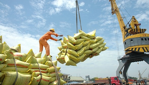 Gạo Việt Nam đạt kỷ lục mới về giá và chất lượng