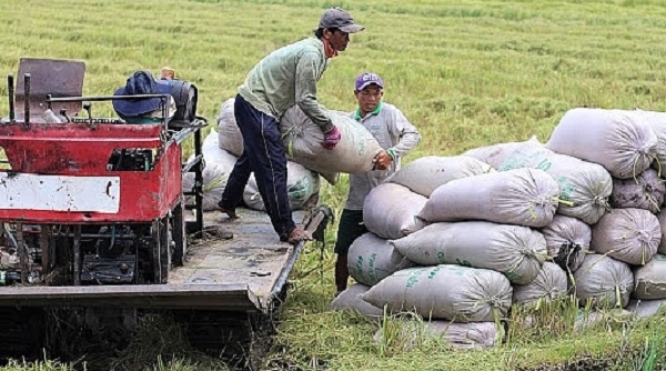 Giá lúa gạo ngày 10/3: Giá lúa gạo trong nước và xuất khẩu bất ngờ lao dốc
