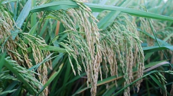 Giá lúa gạo hôm nay 11/3: Giá lúa gạo tiếp tục giảm sâu