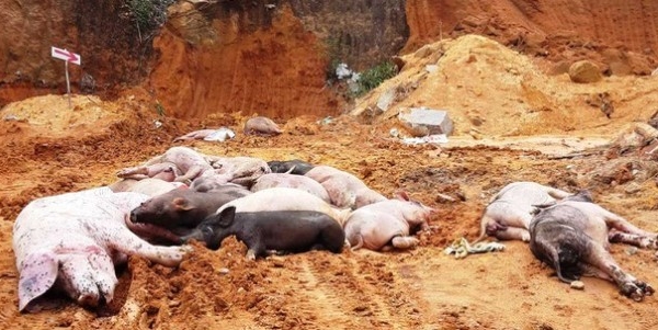 Quảng Nam: Nhiều địa phương tái phát dịch tả lợn châu Phi