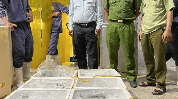 Kiên Giang: Phát hiện cơ sở kinh doanh 100kg tôm chứa tạp chất Agar