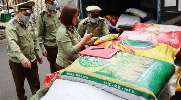 Hà Giang: Đội QLTT số 9 tạm giữ hơn 1,6 tấn lúa giống không có hóa đơn chứng từ