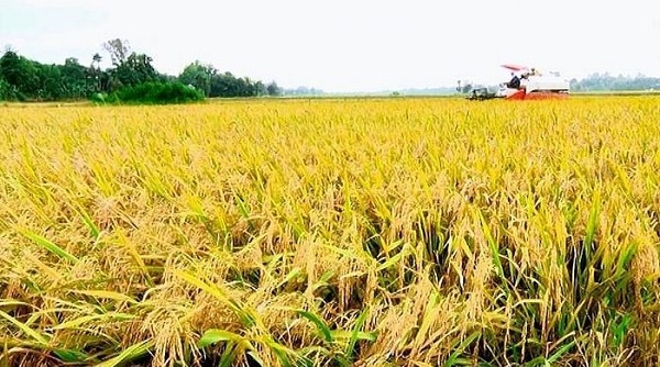 Giá lúa gạo ngày 14/3: Cuối tuần giá lúa gạo ổn định