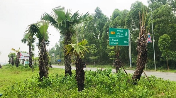 62 km đường cao tốc chạy qua tỉnh Phú Thọ sẽ được trồng cây cọ
