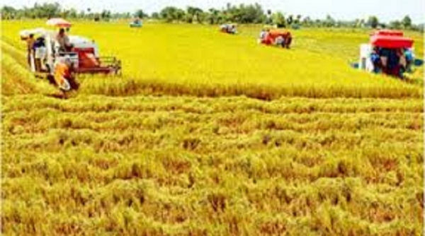 Gạo Việt Nam chinh phục những thị trường chất lượng cao