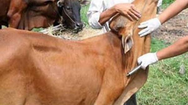 Thanh Hóa: Phân bổ hơn 1,2 triệu liều vaccine phòng bệnh cho đàn vật nuôi