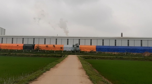 Huyện Tam Nông (Phú Thọ): Khói nhà máy làm… cháy lúa của người dân?