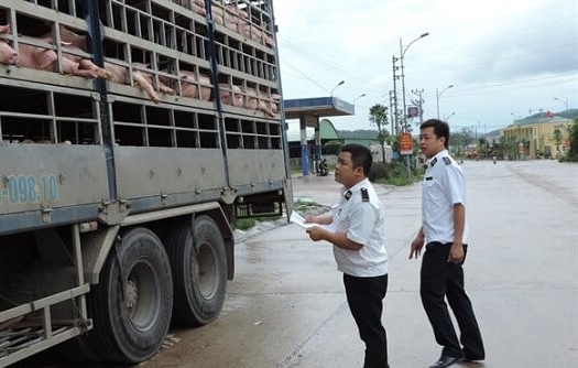 Hà Nội: Tăng cường kiểm soát, xử lý nghiêm việc vận chuyển, giết mổ lợn trái phép