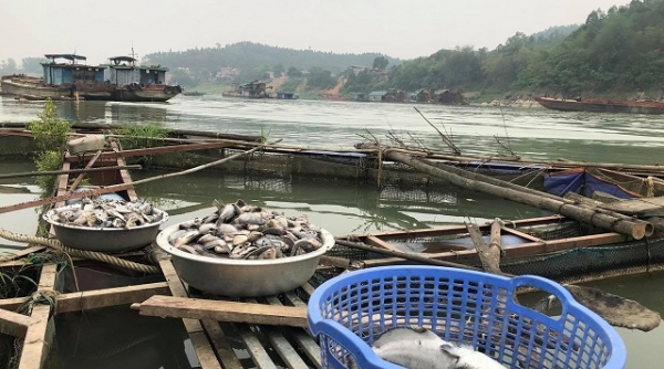 Phú Thọ: Cá chết hàng loạt trên sông Lô