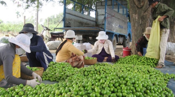 Ninh Thuận: Xây dựng thương hiệu sản phẩm chế biến từ quả táo