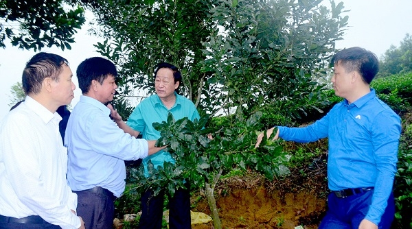 Tuyên Quang: Tập huấn kỹ thuật trồng và chăm sóc cây mắc ca tại huyện Yên Sơn