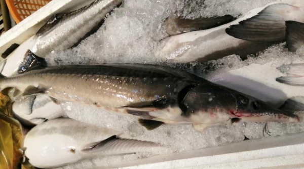 Tăng cường các biện pháp quản lý cá tầm nhập khẩu
