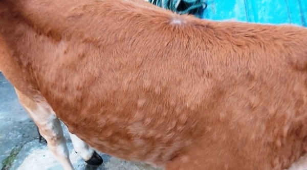 Thanh Hóa: Có 72 xã đã xuất hiện bệnh viêm da nổi cục trên trâu, bò