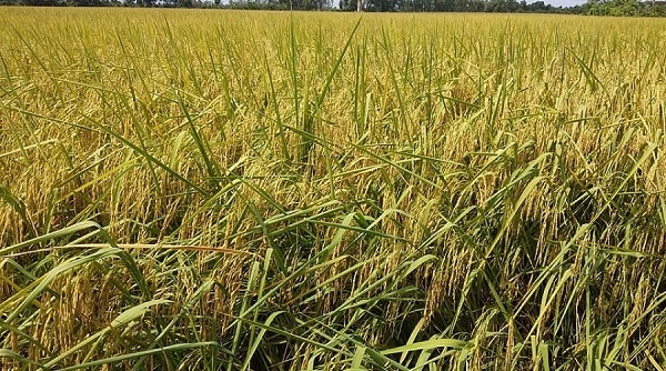 Giá lúa gạo ngày 10/4: Tiếp tục giảm sâu
