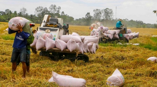 Xuất khẩu gạo giảm hơn 30% trong quý I