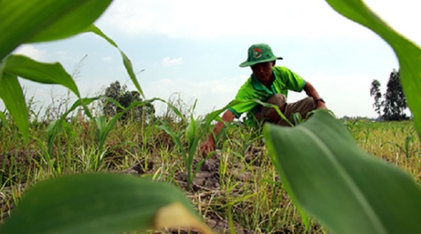 Thanh Hóa: Chuyển đổi cơ cấu cây trồng vùng nhiễm mặn