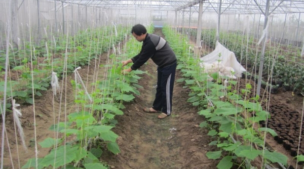 Thái Bình phát triển nông nghiệp theo liên kết chuỗi